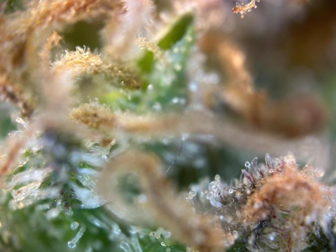 RQS Royal Dwarf Auto (1st grow). Week 16