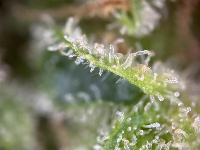 RQS Royal Dwarf Auto (1st grow). Week 16