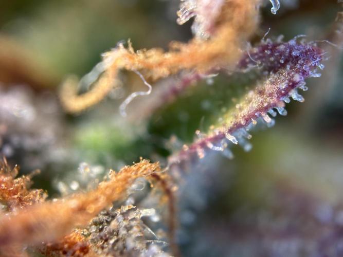 RQS Royal Dwarf Auto (1st grow). Week 16