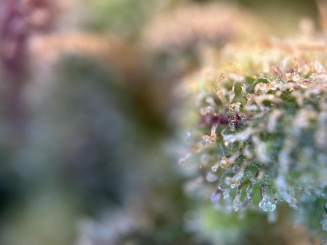 RQS Royal Dwarf Auto (1st grow). Week 16