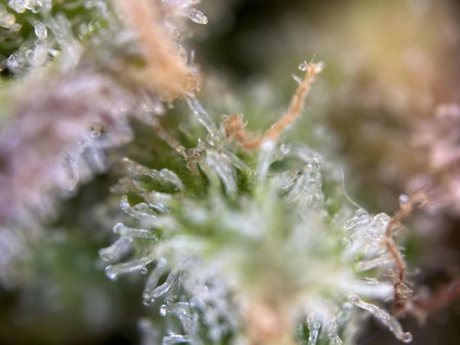 RQS Royal Dwarf Auto (1st grow). Week 16