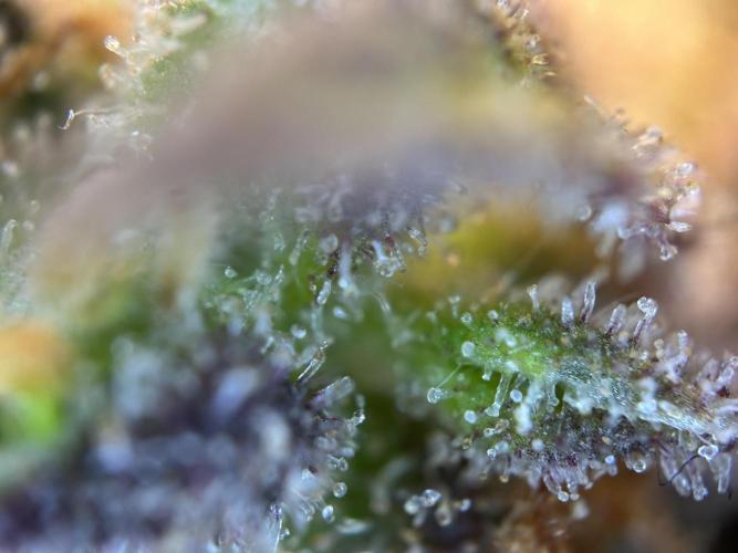 RQS Royal Dwarf Auto (1st grow). Week 16