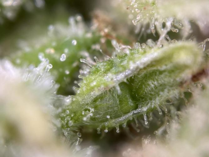 RQS Royal Dwarf Auto (1st grow). Week 16