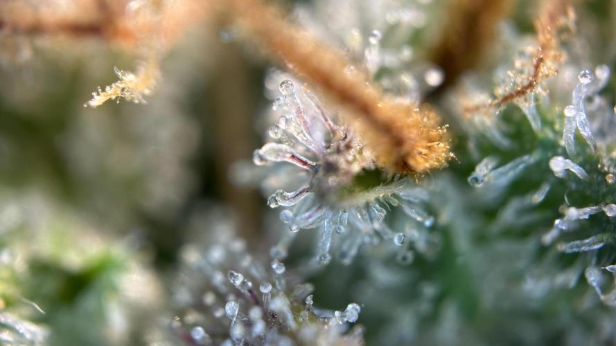 Royal Dwarf. Week 16