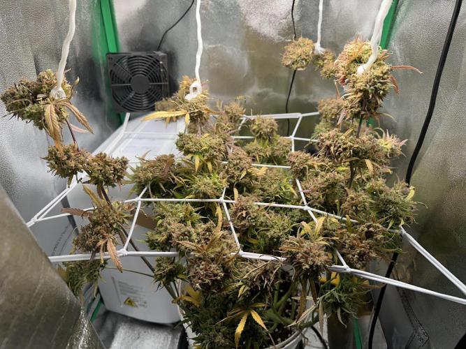 RQS Royal Dwarf Auto (1st grow). Week 17 - Tag 113