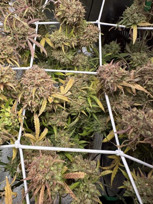RQS Royal Dwarf Auto (1st grow). Week 17 - Tag 113
