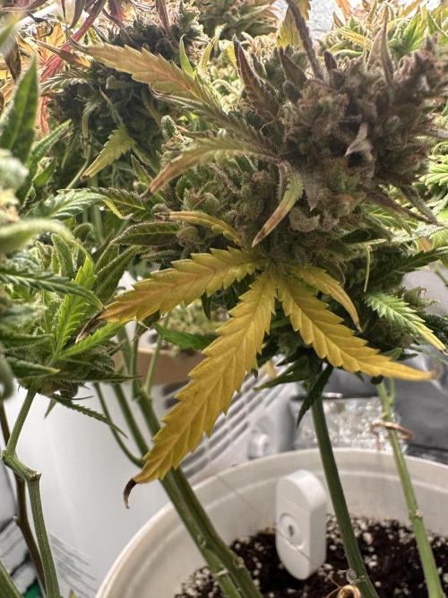 RQS Royal Dwarf Auto (1st grow). Week 17 - Tag 113