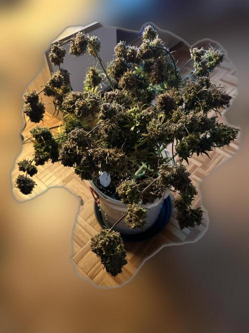 Royal Dwarf. Week 17