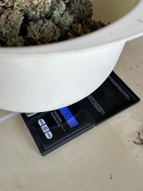 RQS Royal Dwarf Auto (1st grow). Week 18