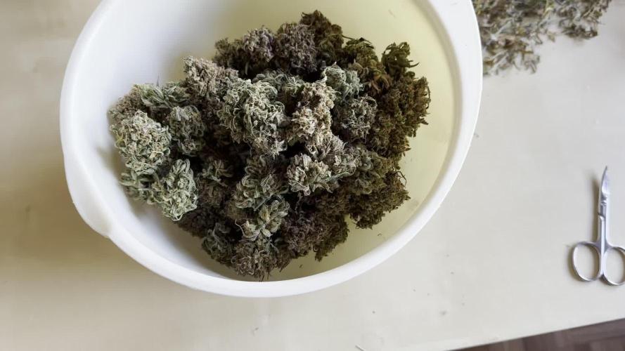 RQS Royal Dwarf Auto (1st grow)