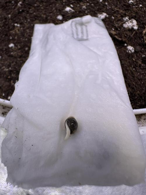 RQS Northern Light Auto (with LST). Week 0 - Day 1