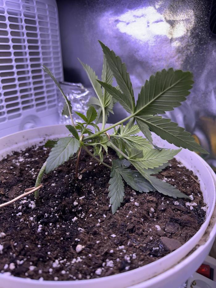 RQS Northern Light Auto (with LST). Week 3 - Day 21 - start of LST