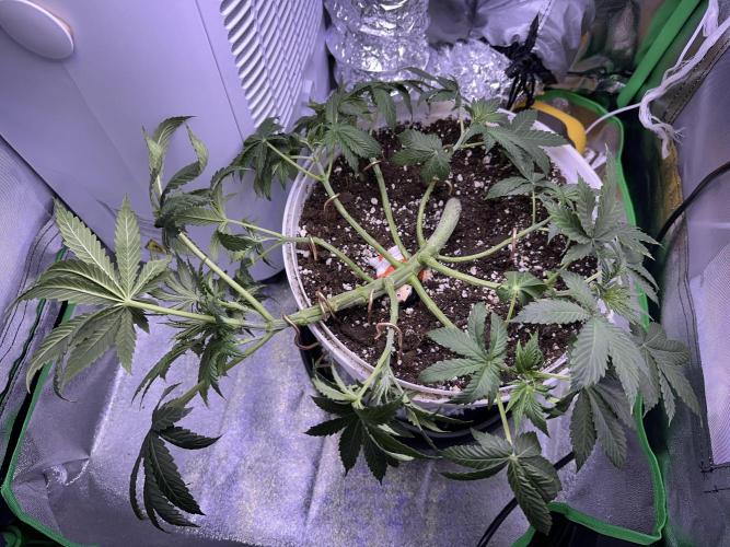 Special Queen Auto 1. Week 6