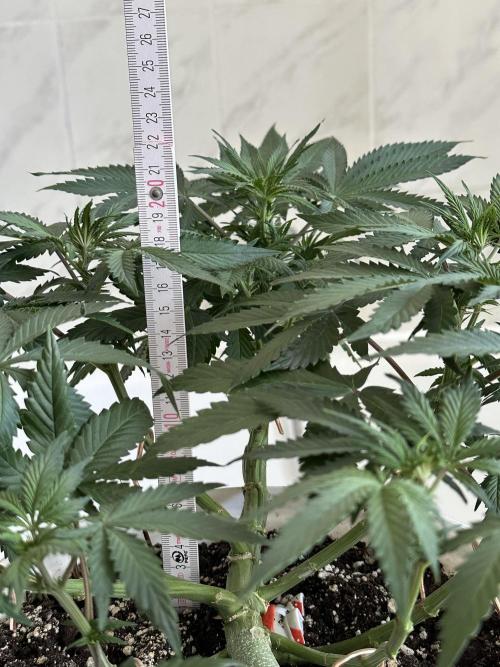 RQS Northern Light Auto (with LST). Week 8 - Day 50