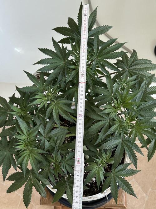 RQS Northern Light Auto (with LST). Week 8 - Day 50