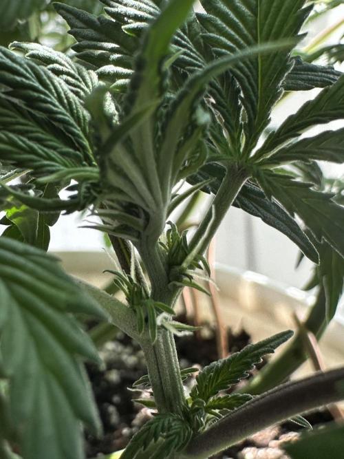 RQS Northern Light Auto (with LST). Week 8 - Day 50