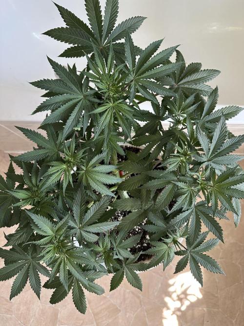 RQS Northern Light Auto (with LST). Week 8 - Day 50