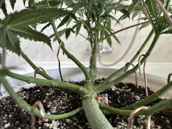 RQS Northern Light Auto (with LST). Week 8 - Day 50