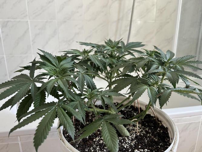 RQS Northern Light Auto (with LST). Week 8 - Day 50