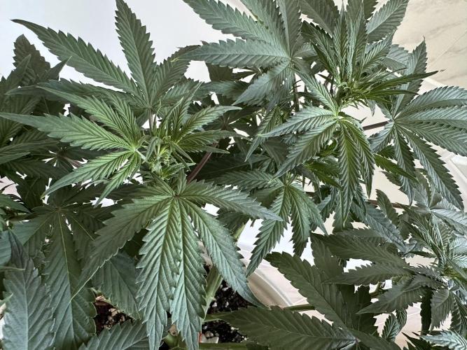 RQS Northern Light Auto (with LST). Week 8 - Day 50
