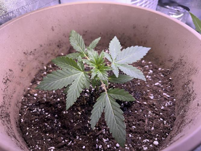 RQS Special Queen 1 Auto (no LST). Week 3 - Day 19