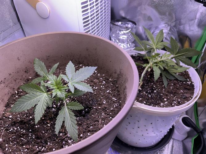 RQS Special Queen 1 Auto (no LST). Week 3 - Day 19