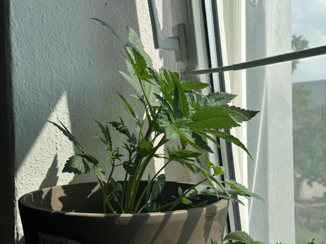 Special Queen Auto 1. Week 4