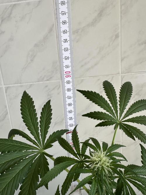 RQS Special Queen 1 Auto (no LST). Week 7 - Day 43 