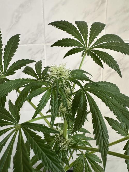 RQS Special Queen 1 Auto (no LST). Week 7 - Day 43 