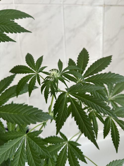 RQS Special Queen 1 Auto (no LST). Week 7 - Day 43 