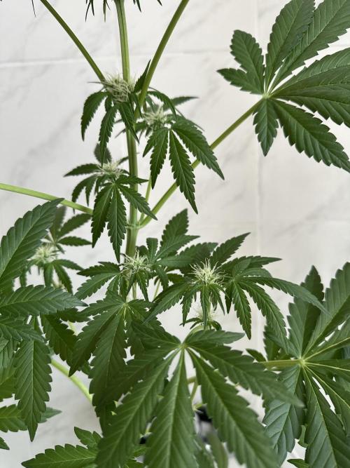 RQS Special Queen 1 Auto (no LST). Week 7 - Day 43 
