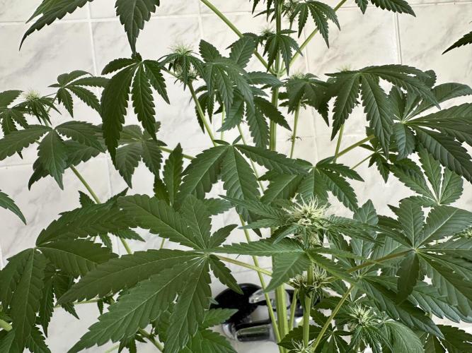 RQS Special Queen 1 Auto (no LST). Week 7 - Day 43 