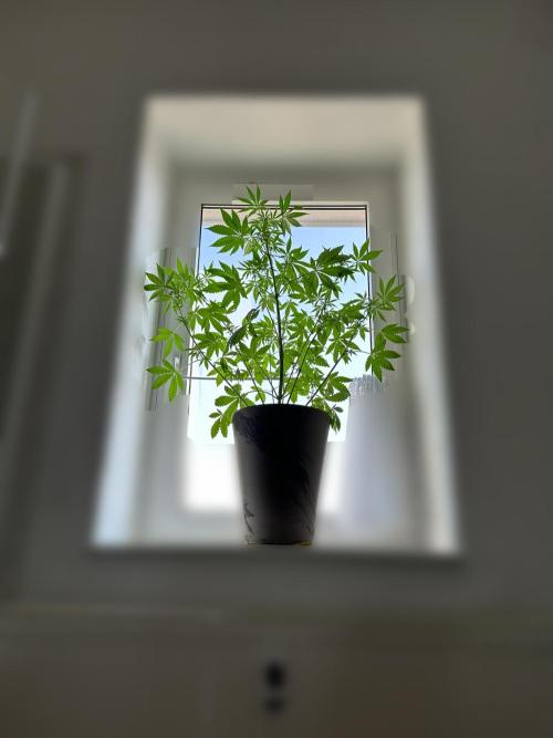 RQS Special Queen 1 Auto (no LST). Week 7 - Day 43 