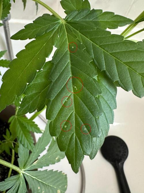 RQS Special Queen 1 Auto (no LST). Week 7 - Day 43 - Appearance of new small spots resembling a CalMag deficiency