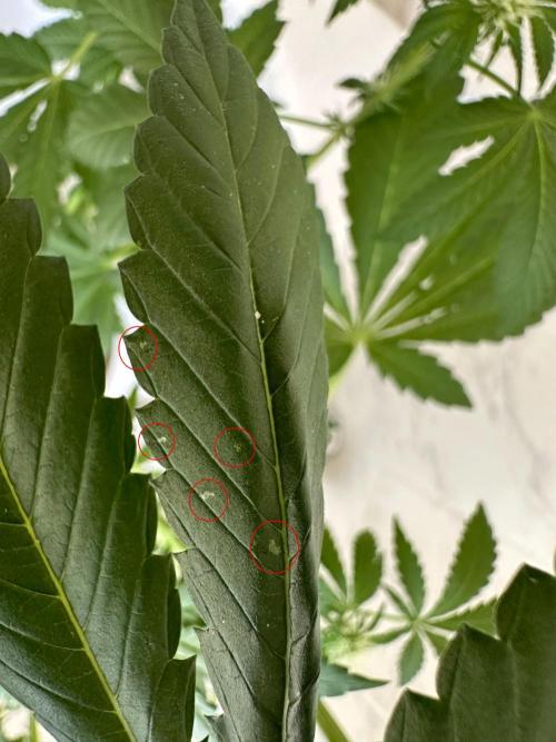 RQS Special Queen 1 Auto (no LST). Week 7 - Day 43 - Appearance of new small spots resembling a CalMag deficiency