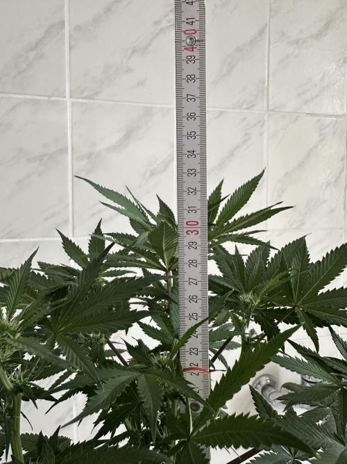RQS Northern Light Auto (with LST). Week 8 - Day 56