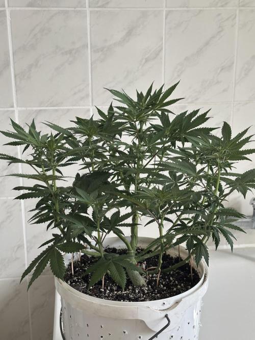 RQS Northern Light Auto (with LST). Week 8 - Day 56