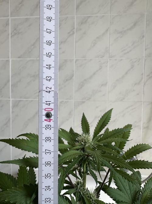 RQS Northern Light Auto (with LST). Week 9 - Day 62