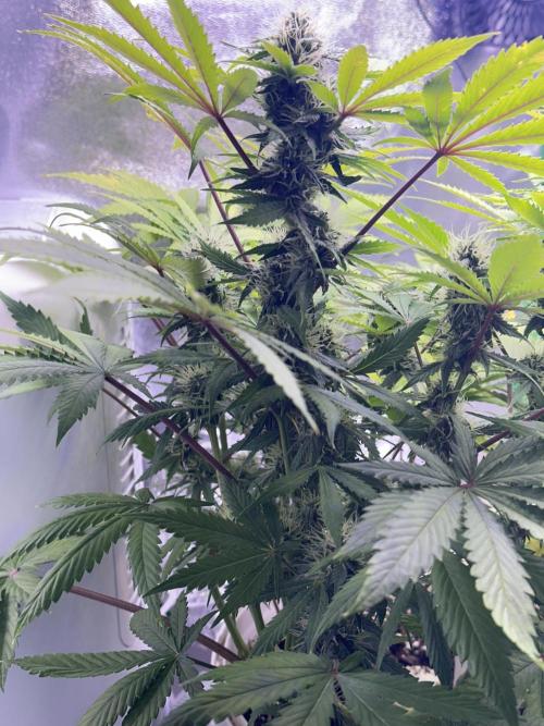 RQS Northern Light Auto (with LST). Week 11 - Day 73