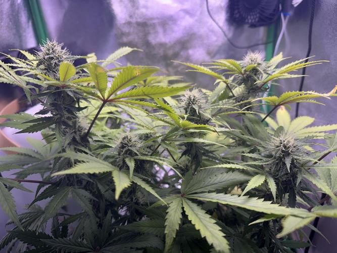 RQS Northern Light Auto (with LST). Week 11 - Day 73