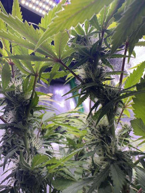 RQS Northern Light Auto (with LST). Week 11 - Day 73