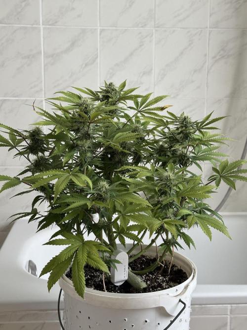 RQS Northern Light Auto (with LST). Week 11 - Day 75