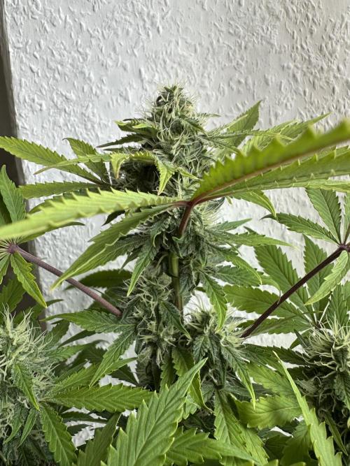 RQS Northern Light Auto (with LST). Week 11 - Day 75