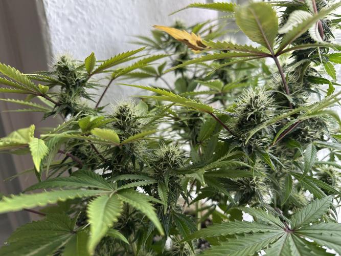 RQS Northern Light Auto (with LST). Week 11 - Day 75