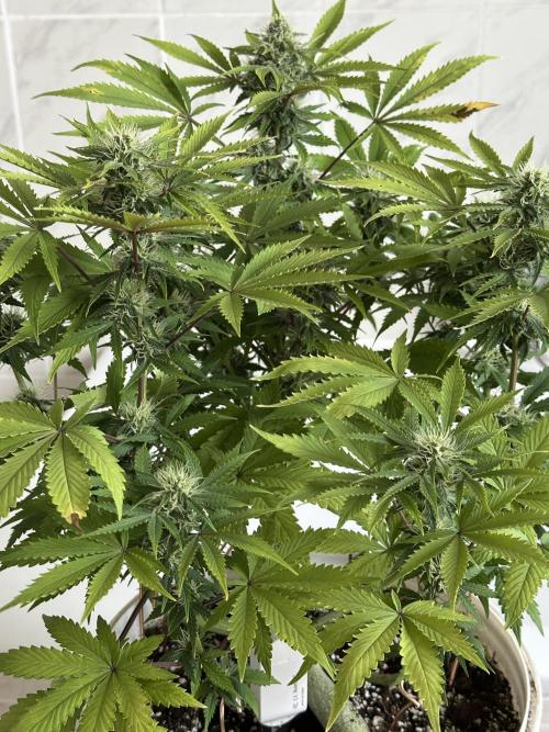 RQS Northern Light Auto (with LST). Week 11 - Day 75