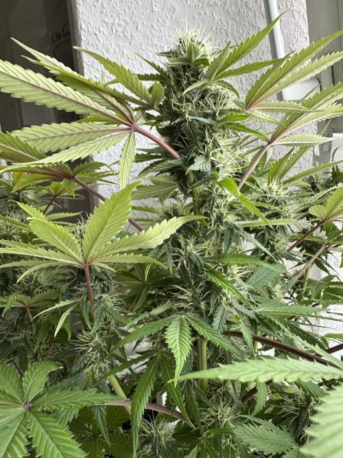 RQS Northern Light Auto (with LST). Week 11 - Day 75