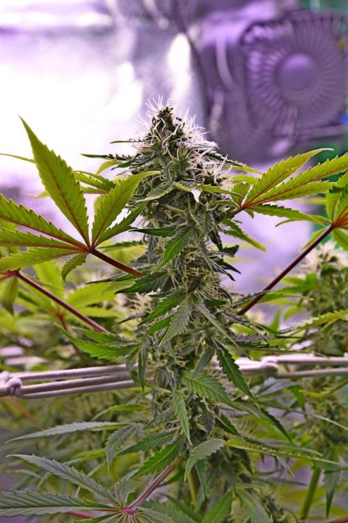 RQS Northern Light Auto (with LST). Week 11 - Day 77