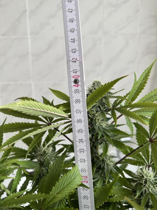 RQS Northern Light Auto (with LST). Week 11 - Day 75