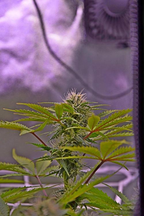 RQS Northern Light Auto (with LST). Week 11 - Day 77