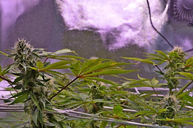 RQS Northern Light Auto (with LST). Week 11 - Day 77